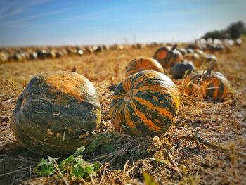 Close-up of pumpkin on field