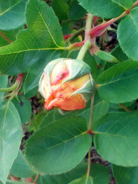 Close-up of fly on flower blooming outdoors