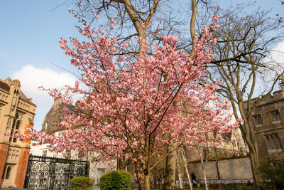 Low angle view of pink flowering tree by building against sky