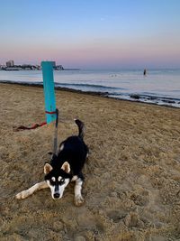 Dog on beach