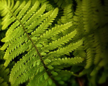 Close-up of fern leaves