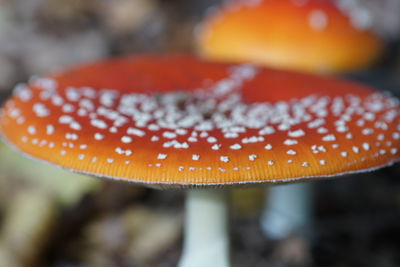 Close-up of fly agaric mushroom