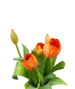 Close-up of fresh yellow flowers against white background