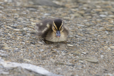 Ducklings at lake