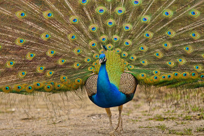 Fanned out peacock on field