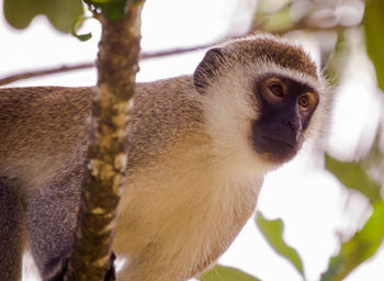 Low angle view of monkey on tree