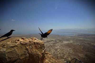 Bird flying against clear sky