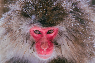 Close-up of monkey