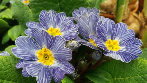 Purple flowers blooming outdoors