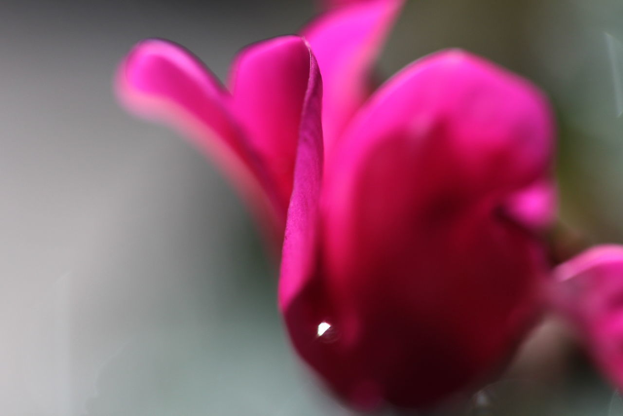 CLOSE-UP OF PINK FLOWER PLANT