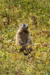 Close-up of meerkat on field