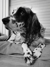 Dog lying down on floor