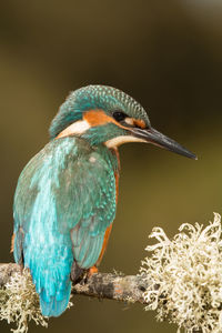 Close-up of a bird