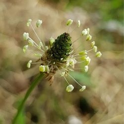 Close-up of flowering plant