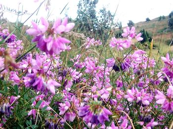 Close-up of pink flowers blooming on tree