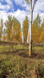Trees on field against sky
