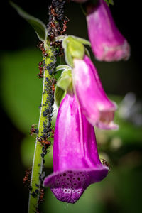 Close-up of insect on pink flowering plant