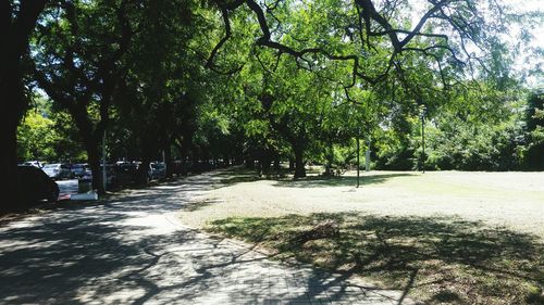 Trees by water against sky