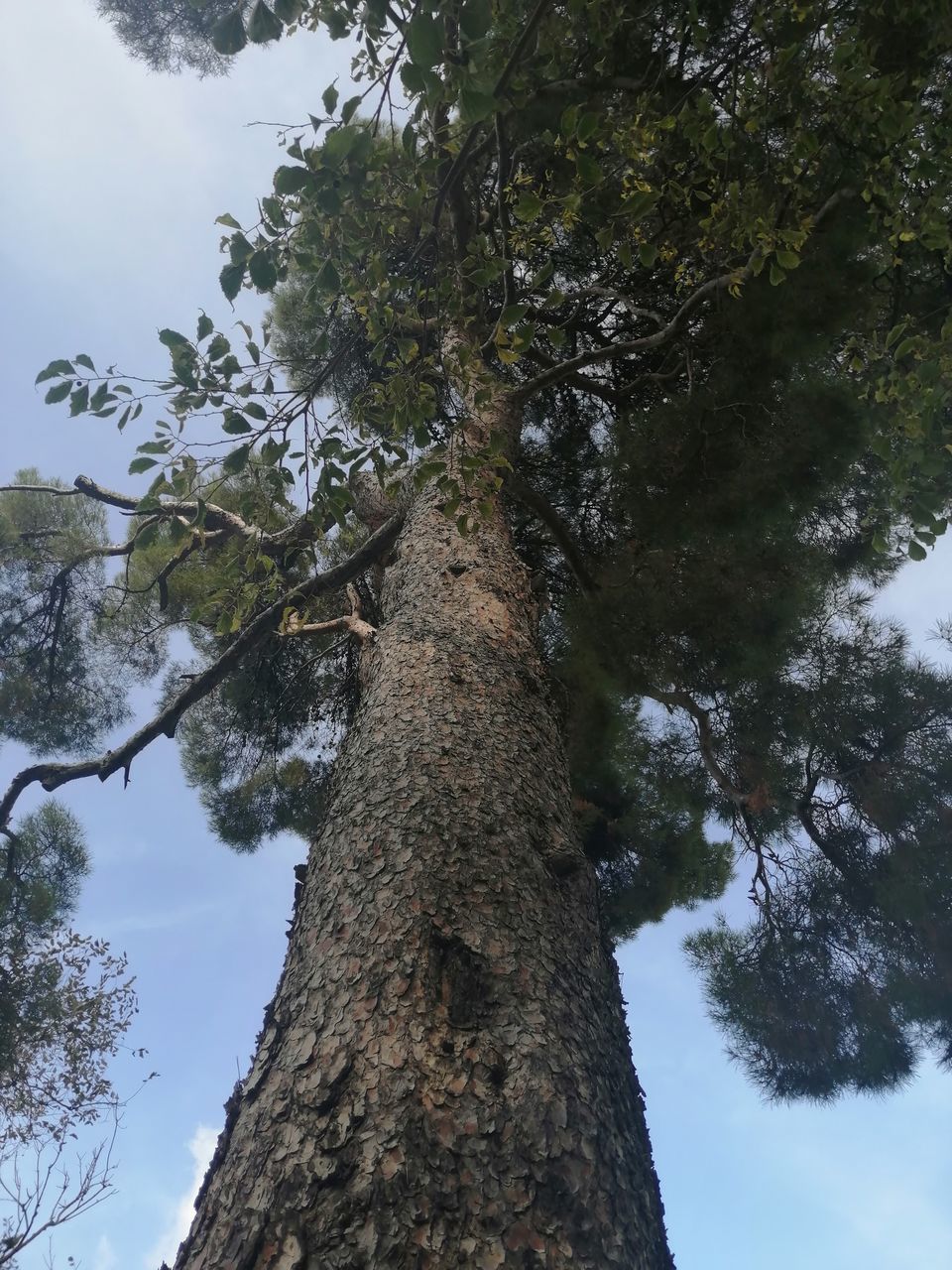 LOW ANGLE VIEW OF TREE TRUNK AGAINST SKY