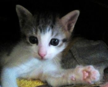 Close-up portrait of cat