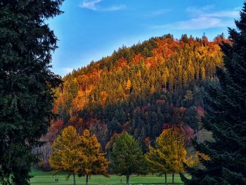 Trees in forest against sky during autumn