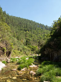 Scenic view of lake amidst trees in forest against clear sky