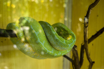 Close-up of snake on plant