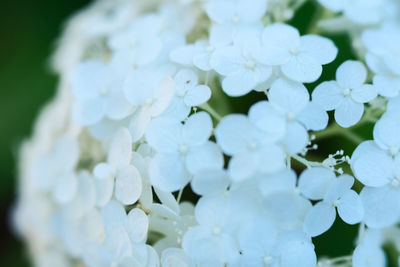 Close-up of white hydrangea flowers