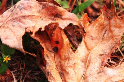 Close-up of dry autumn leaf