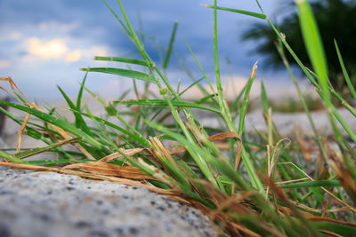 Close-up of grass on field against sky