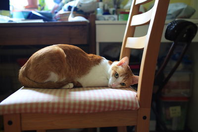 Cat sitting on table