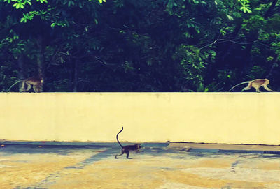 View of two people on the wall