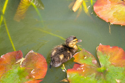 High angle view of duck swimming in lake