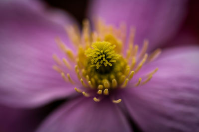 Close-up of purple flower