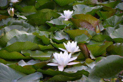 Close-up of lotus water lily