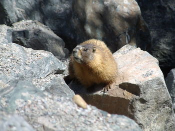 Close-up of meerkat on rock