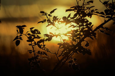 Close-up of plant at sunset