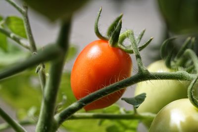 Close-up of tomatoes on plant