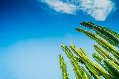 Cactus saguaro blooming in the spring by blue sky.