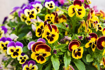 Close-up of yellow flowering plant