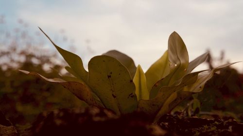 Close-up of plants on field against sky