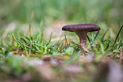 Close-up of mushroom growing on field