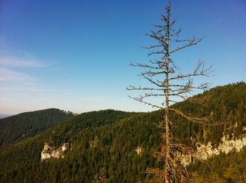 Trees on landscape against clear blue sky