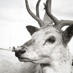 Close-up of deer looking away against sky