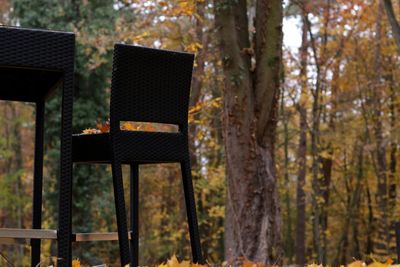 View of chairs in forest