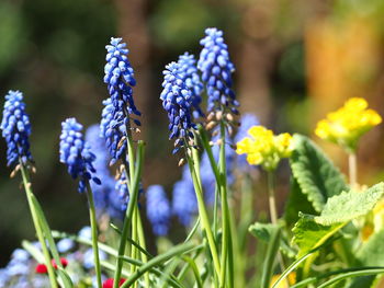Close-up of purple flowering plants on field