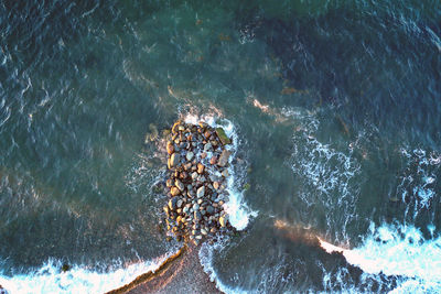 High angle view of firework swimming in sea