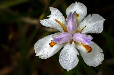 Close-up of water drops on flower