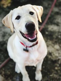 Close-up portrait of a dog