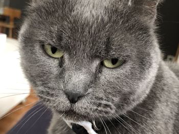 Close-up portrait of a cat